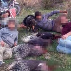 Hatay'da avladıkları kirpilerle poz verenler ceza aldı
