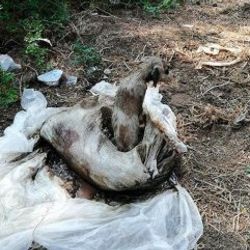Ormanda çuvalın içinde biri ölü 2 köpek bulundu