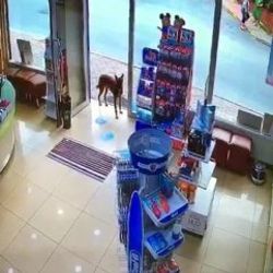 İstanbul'da eczacıdan yardım isteyen köpek