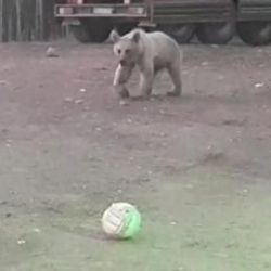 Sarıkamış'ta bekçiyle ayının oyunu
