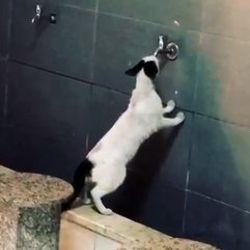 Kedinin akmayan musluktan su içme çabası