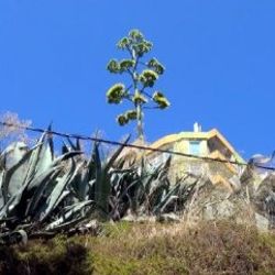 UNESCO listesinde bulunan Agave, Silivri'de açtı