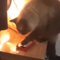 Telefon alarmını kapatan kedi