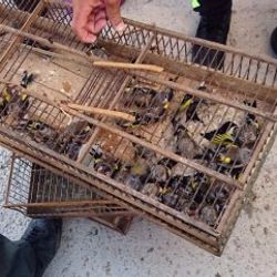 Çanakkale'de 132 bin liralık kuş avı cezası aldı