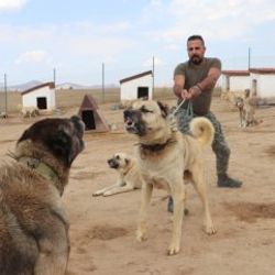 Kangal köpekler şimdi de sınırları koruyacak