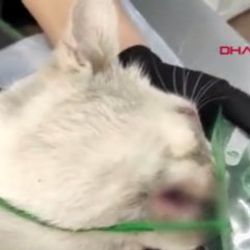 Rusya'da dişleri sökülen kedi için soruşturma açıldı