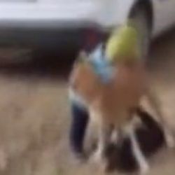 Kahramanmaraş'ta küçük çocuğun köpeğini koruduğu anlar