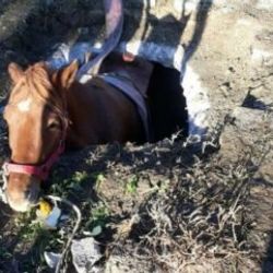 Hatay'da çukura düşen atı iple çektiler