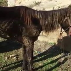 Büyükada’da terk edilmiş hasta at görüntülendi