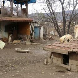 Kansere yenik düştü, beslediği 100 köpek sahipsiz kaldı