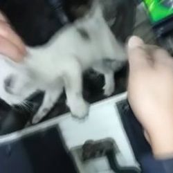 Bartın'da otomobil motoruna giren yavru kedi kurtarıldı