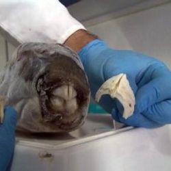 Zehirli balon balığının dişleri, dolgu ve kaplamada kullanılacak