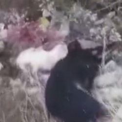 Uşak'ta çöplükte 21 köpek ölü bulundu
