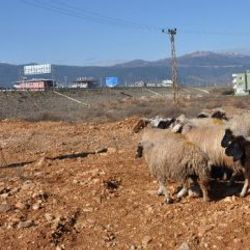 Koyun-keçi vebası mahalleyi karantinaya aldırdı