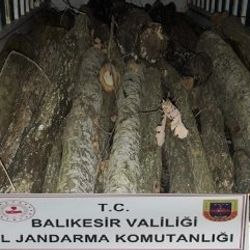 Balıkesir'de ormancı operasyonu: 23 gözaltı