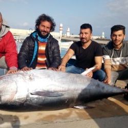 Dev orkinosu 8 saatte yakaladılar