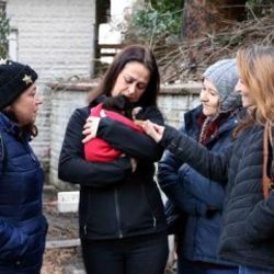 Zonguldak'ta 8 yavru köpek zehirlendi