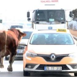 Erzurum'da kaçan boğa, trafiği altüst etti