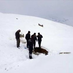 Hakkari'de donmak üzere olan sahipsiz at kurtarıldı