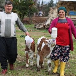 Sevgililer Günü hediyesi buzağılarla çiftlik kurdu