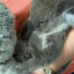 Öksüz koala, oyuncak ayıyı annesi zannetti