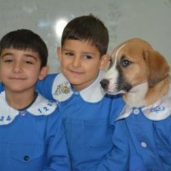 Tokat'ta yaralı bulunan köpek okulun maskotu oldu