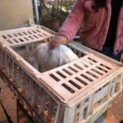 Sürücünün çarpıp kaçtığı köpeğe öğrenciler sahip çıktı
