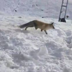 Erzurum'da kümes sahibi adam tilkiyle sohbet etti