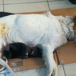 Samsun'da bir kişi 7 yavrulu anne köpeği taşla öldürdü