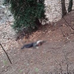 Adana'da kumalığı kabul etmeyen kadın öldürüldü