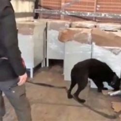 Diyarbakır'da terör örgütüne büyük darbe:1 ton uyuşturucu