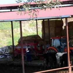 Saman balyaları altında kalan muhtar hayatını kaybetti