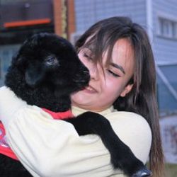 Annesinin reddettiği kuzuyu sahiplendi