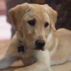 Amerikalı çift 50 bin dolara ölen köpeklerini klonlattı