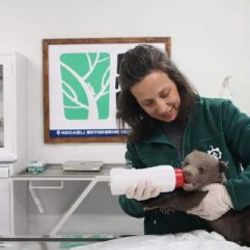Kocaeli'de ormanda bulunan yavru bozayı bakıma alındı