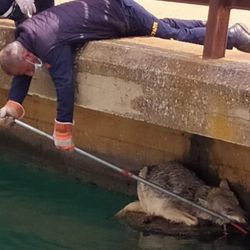 Mardin'de sulama kanalına düşen kurt kurtarıldı