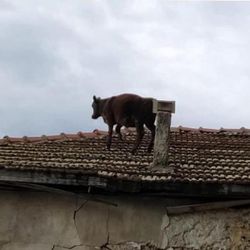 Burdur'da ahırdan kaçan dana çatıya çıktı