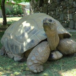 Türkiye'nin en yaşlı kaplumbağası 100 yaşında