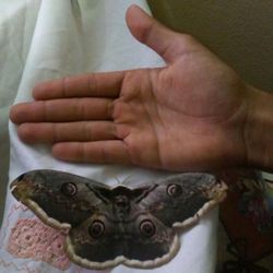 Kanat açıklığı 16 santimetre olan tavus güvesi kelebeği