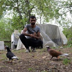Mevsimlik tarım işçisi, güvercinleriyle seyahat ediyor