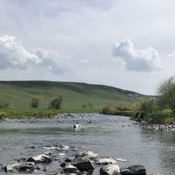 Kars Çayı'nda mahsur kalan balıklar kurtarıldı