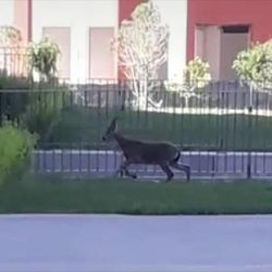 Elazığ'da hastane bahçesine yavru dağ keçisi girdi
