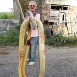 Torunlarını korumak için dev yılanı tüfekle öldürdü