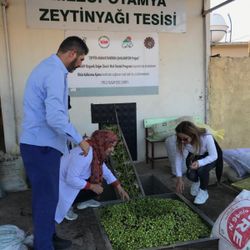 Derik zeytinyağının ilk ihracatı Tayvan'a oldu