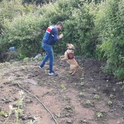 Hassas burunlu köpek Roket, kenevir bahçesini buldu