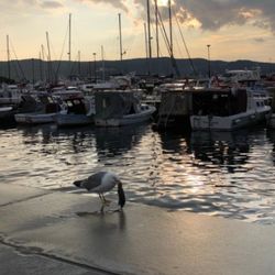 Çanakkale'de martı fare yerken görüldü
