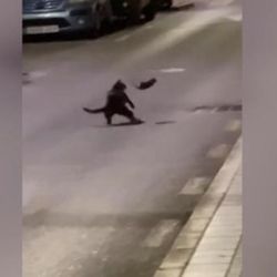 Aç kalan kedi fareden tekme yedi