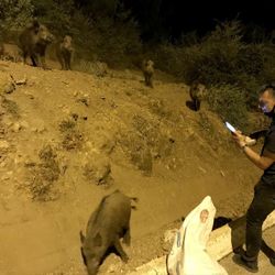 Muğla'da şehre inen domuzları ekmekle beslediler