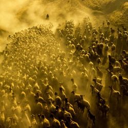 Bitlis'te koyun sürülerinin Nemrut Dağı yolculuğu