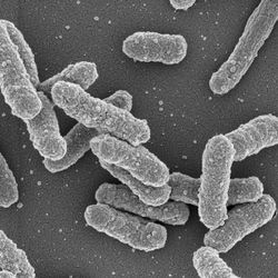 Yersinia pestis nedir